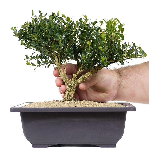 Japanese Boxwood 4 – Stone Lantern