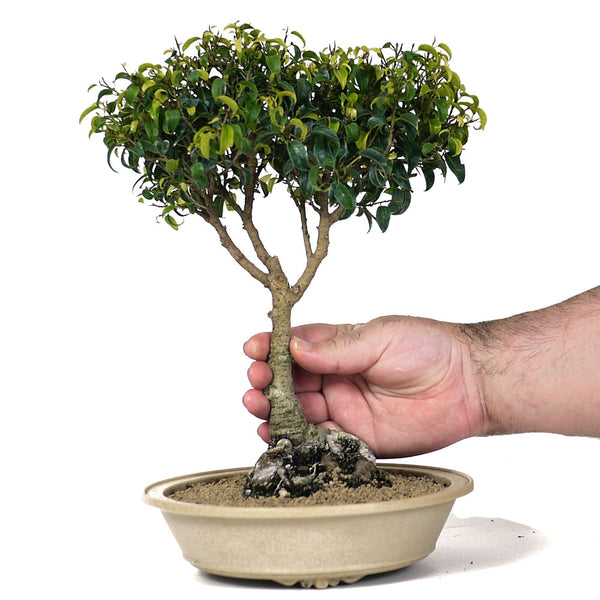 Ficus Too Little Bonsai 1 – Stone Lantern