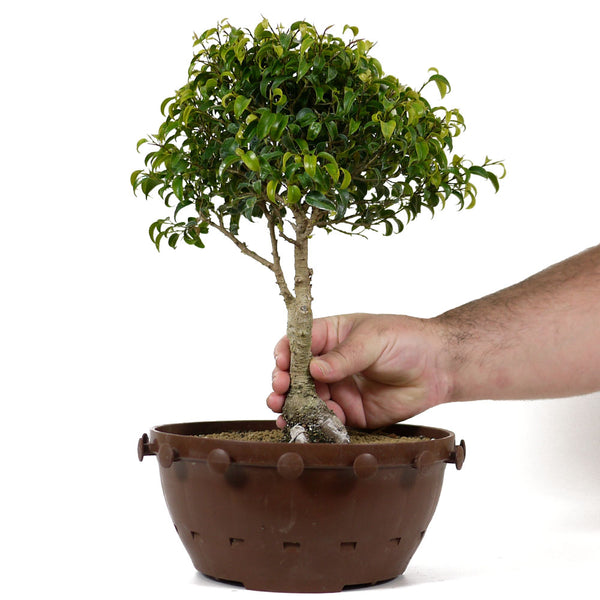 pre lit bonsai tree Ficus Too Little Pre Bonsai 12 – Stone Lantern