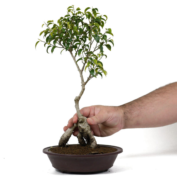 Ficus Too Little Bonsai 15 – Stone Lantern