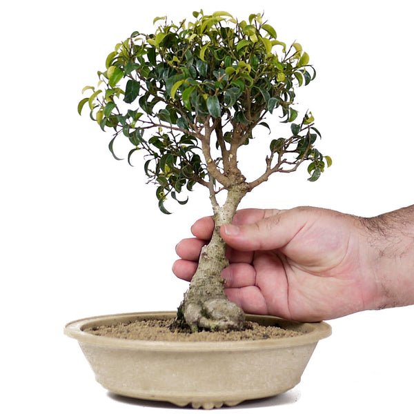 Ficus Too Little Bonsai 5 – Stone Lantern