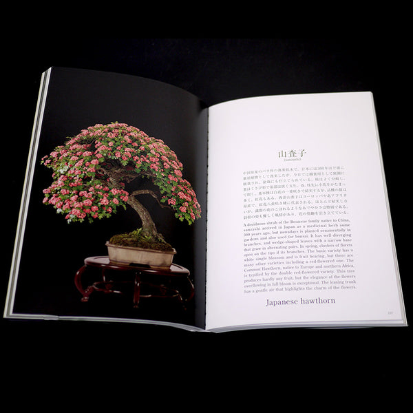 Bonsai by Kunio Kobayashi – Stone Lantern