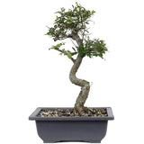 zLarge Chinese Elm 8