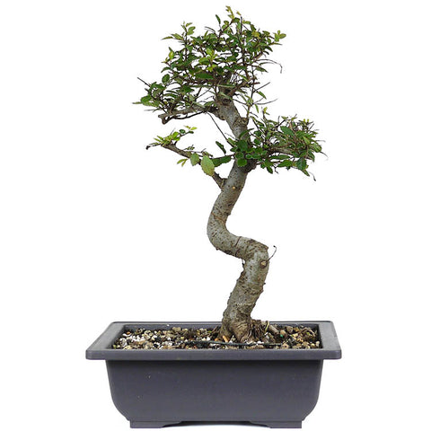 zLarge Chinese Elm 8