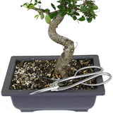 zLarge Chinese Elm 8