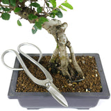 zSmall Chinese Elm 1