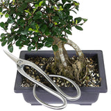 zSmall Chinese Elm 5