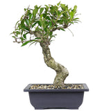 zLarge Tiger Eye Ficus Compacta 1