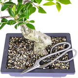 zLarge Tiger Eye Ficus Compacta 1