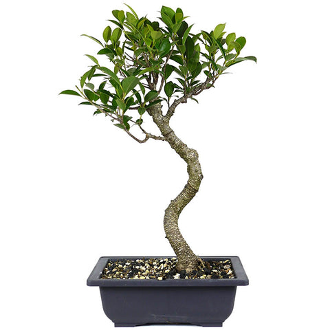 Large Tiger Eye Ficus Compacta 14