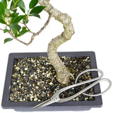Large Tiger Eye Ficus Compacta 14