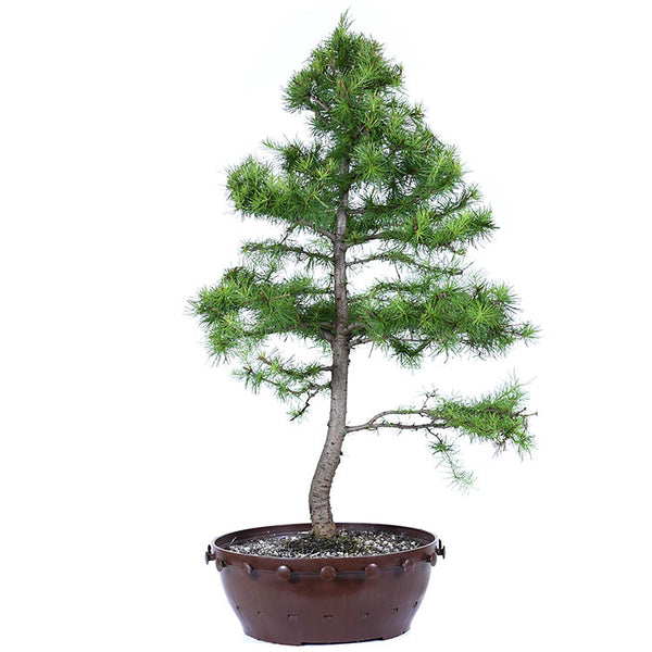 tamarack bonsai tree zLarch Bonsai 2