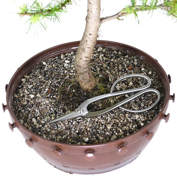 bonsai laatzen zLarch Bonsai 2
