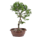 zLarch Bonsai 5