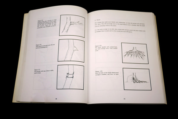 How-to Bonsai tree care, Bonsai Survival Manual – Stone Lantern
