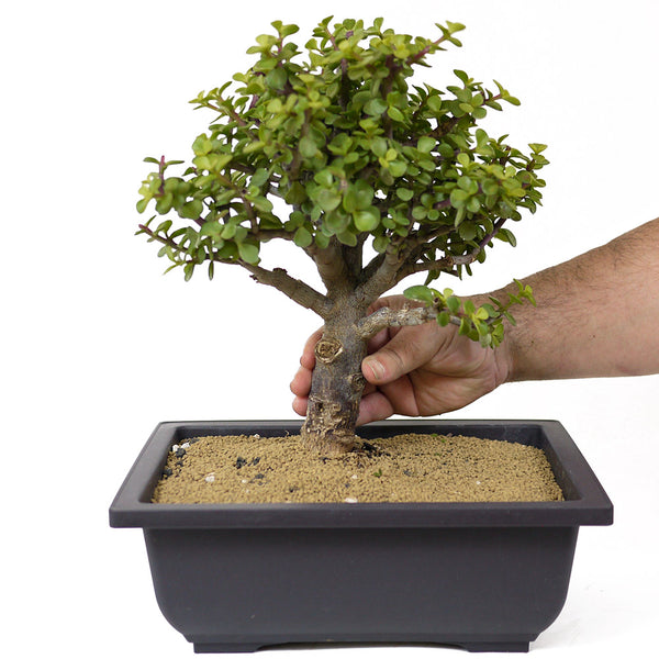 Mini Jade Bonsai D143 – Stone Lantern