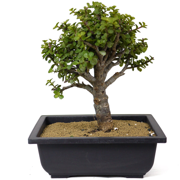 jade plant bonsai training Mini Jade Bonsai D143 – Stone Lantern