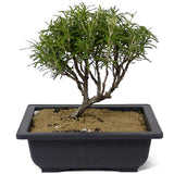 Rosemary Bonsai D149
