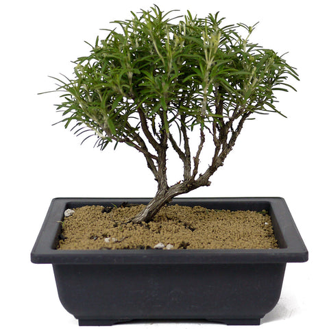 Rosemary Bonsai D149