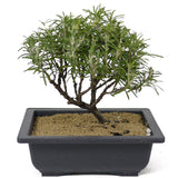 Rosemary Bonsai D149