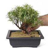 Rosemary Bonsai D149