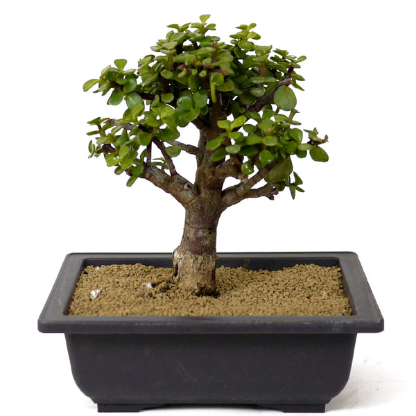 planta de jade bonsai Mini Jade Bonsai D157 – Stone Lantern