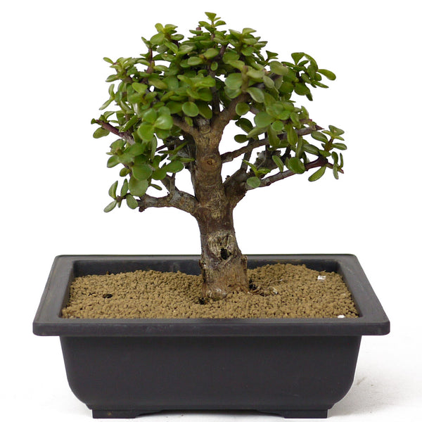 盆栽 Suculenta jade Dwarf Jade Bonsai – Low-Maintenance & Pet-Friendly