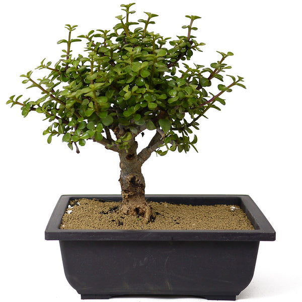 bonsai from jade plant Mini Jade Bonsai D159 – Stone Lantern
