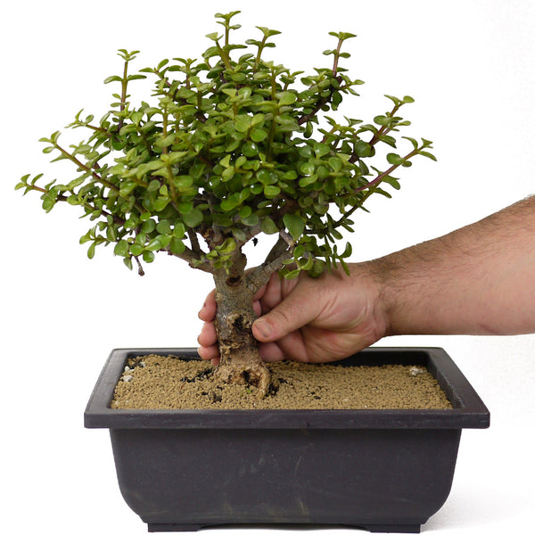 Mini Jade Bonsai D159 – Stone Lantern