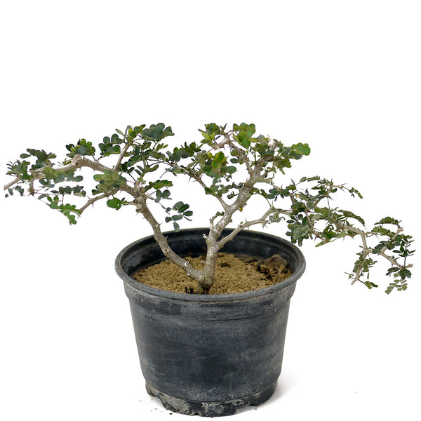 ebony tree bonsai Texas Ebony Pre-Bonsai D160 – Stone Lantern