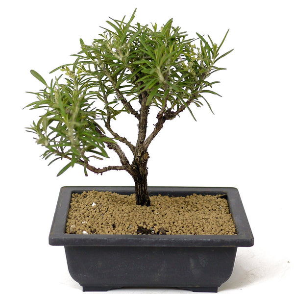 rosemary bonsai tree Rosemary Bonsai D164