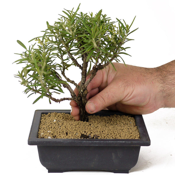 Rosemary Bonsai D164