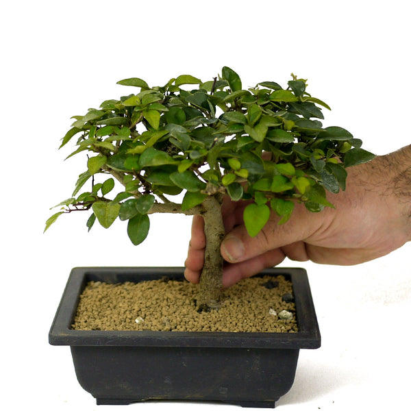 Parrot's Beak Bonsai D176