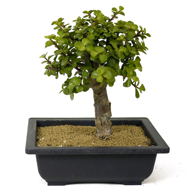 zen jade reflections bonsai plant Mini Jade Bonsai D178 – Stone Lantern