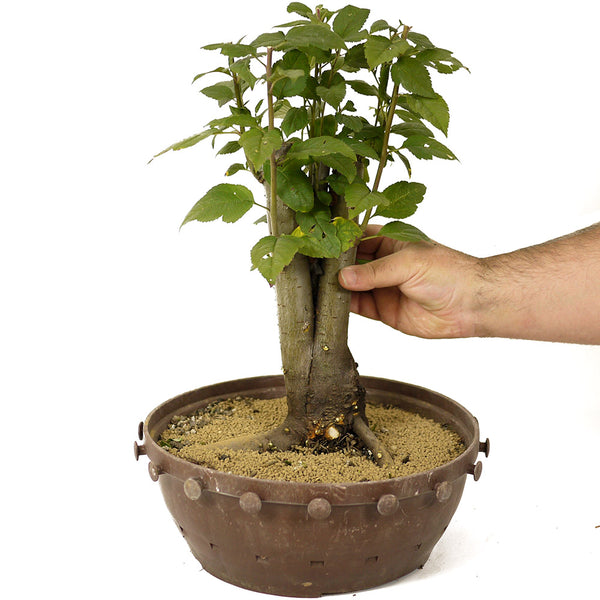 crabapple bonsai trees for sale Crabapple D181 – Stone Lantern