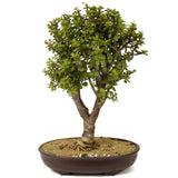 Mini Jade Bonsai D182