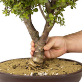 Mini Jade Bonsai D182