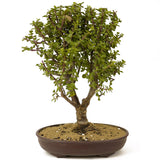 Mini Jade Bonsai D182