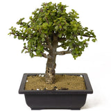 Mini Jade Bonsai D183