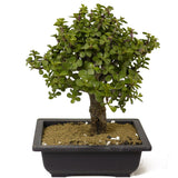 Mini Jade Bonsai D183