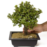 Mini Jade Bonsai D183