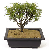 Rosemary Bonsai D184