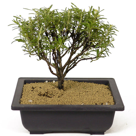 Rosemary Bonsai D184