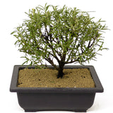 Rosemary Bonsai D184