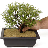 Rosemary Bonsai D184