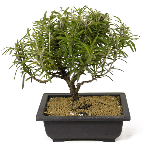 Rosemary Bonsai D185