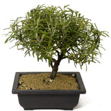 Rosemary Bonsai D185