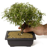 Rosemary Bonsai D185