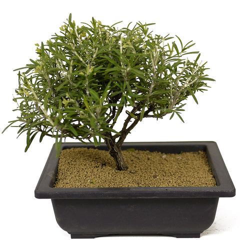 Rosemary Bonsai D186