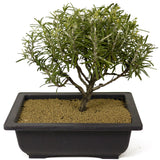 Rosemary Bonsai D186